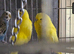 Yellow double factor spangles