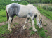 17 month old gelding cob. Green/unbroken