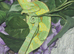Chameleon