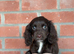 Boy and girl cocker spaniel puppy