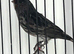 High Quality Cobalt Black Red Males