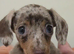Dapple female miniature dachshund