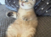 TICA reg black golden spotted male "Atlas"