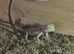 Bearded dragons baby