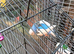 Baby hand tame budgie and cage