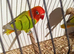 DIlute Opaline Fischers Lovebirds
