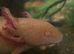 Axolotl eggs