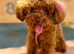 1.1 kg Korea poodle looking for home