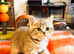 6 Scottish Fold kittens ready for their new homes
