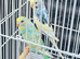 Budgies black faced helicopter