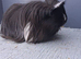 Gorgeous guinea pigs sows rare breeds