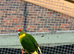 Pair of Kakarikis and a ringneck for sale