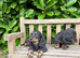 Miniature dachshund