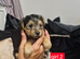 F1 Stunning purebred yorkshire terrier's ️