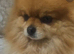 Beautiful pomeranian puppies