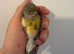 Female canary