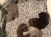 Gorgeous kittens