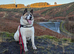 K9 Services- Dog Walker, Sitter & Taxi Service!