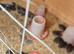 Jumbo coturnix quails chicks