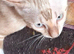 Bengal Kittens