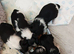 biewer terrier puppies ( small)