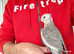 Super silly hand tamed baby cockatiels