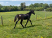 yearling colt connemara, brown/ chocolate dun