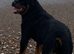 Adult male 1 year old