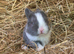 Baby Lionhead Doe for reserving