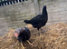 Aseel chicks