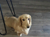Cream long haired dachshund
