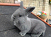 2 x Continental giant x French lop babies