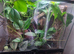 Dendrobates auratus