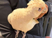 9 months old beared eyed cockatoo for sale or px