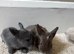 Gorgeous Baby Lionhead Rabbits