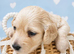 Longhaired Cream Miniature Dachshund