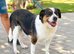 Florence "Flo" - Loving Medium-Sized Collie Shepherd Cross for Adoption