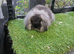 Sable double mane mini lion lop baby rabbits girls