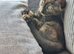 8 weeks kitten little girl tortoiseshell looking for a new home