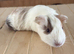 FEMALE guinea pigs