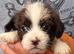 Tiniest Jackapooshih pups available