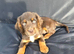 READY NOW KC Reg health tested working cocker spaniels