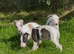 Whippet puppy’s