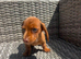 Miniature Dachshunds for sale