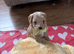Cavamaltipoo