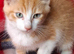 Beautiful Kittens