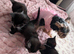 Beautiful kittens. Looking for their forever home