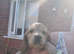 Rare Coloured Show-Type Cocker Spaniel Puppies