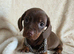 Dachshund puppies