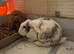 3 rabbits for sale